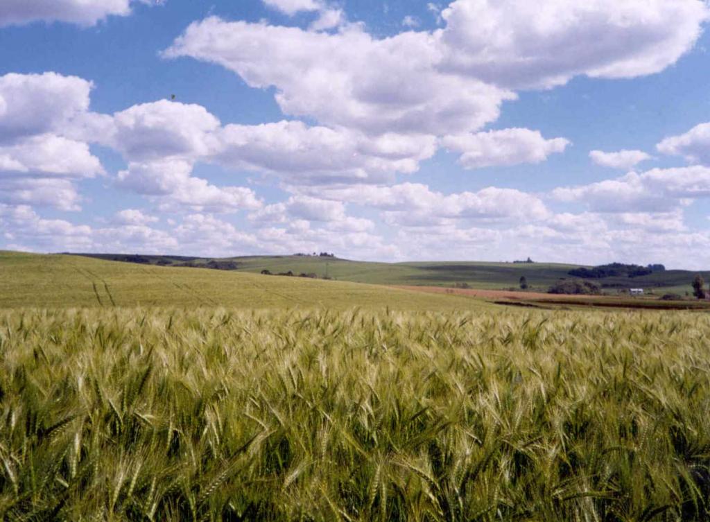 Zoneamento agrícola e época de semeadura de trigo