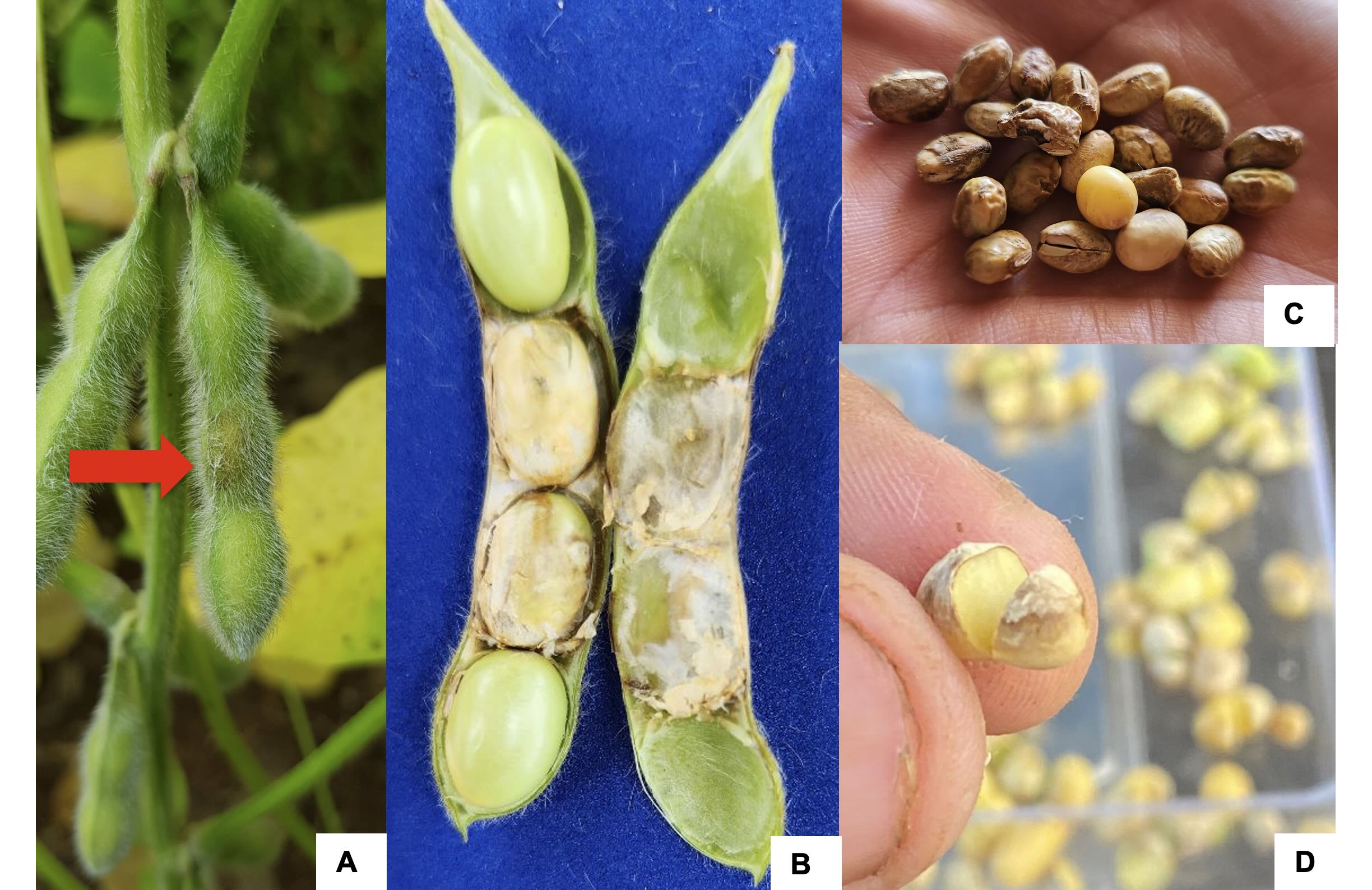 <b>Figura 1 -</b> Sintomas de podridão de sementes de soja, popularmente conhecida como “anomalia”. <b>A-</b> Vagem apresentando sintoma inicial de “anomalia” em plantas na fase R5 (detalhe da seta vermelha). Fonte: Bonaldo (2023). <b>B-</b> Vagem aberta com sementes parcialmente desenvolvidas e presença de degradação interna da parede da vagem, com micélio branco. Fonte: Bonaldo (2023). <b>C-</b> Sementes apresentando escurecimento e enrugamento, com menor massa específica parente. Fonte: Farias (2023). <b>D-</b> Detalhe de semente com comprometimento da integridade tegumentar, porém com massa interna preservada, sem sinais evidentes de deterioração fisiológica ou infecciosa. Fonte: Farias (2023)