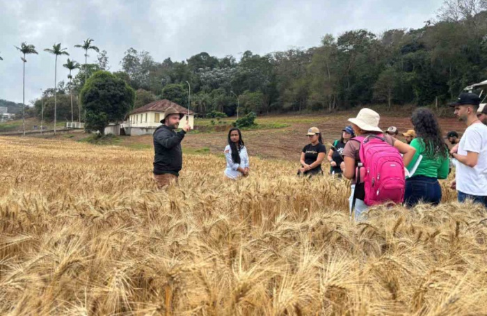 Universidade Federal de Viçosa registra nova cultivar de trigo