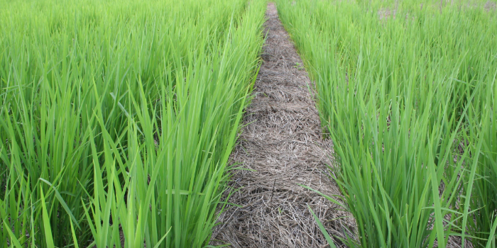 Publicação aponta cuidados para o sucesso do arroz de terras altas em SPD no cerrado