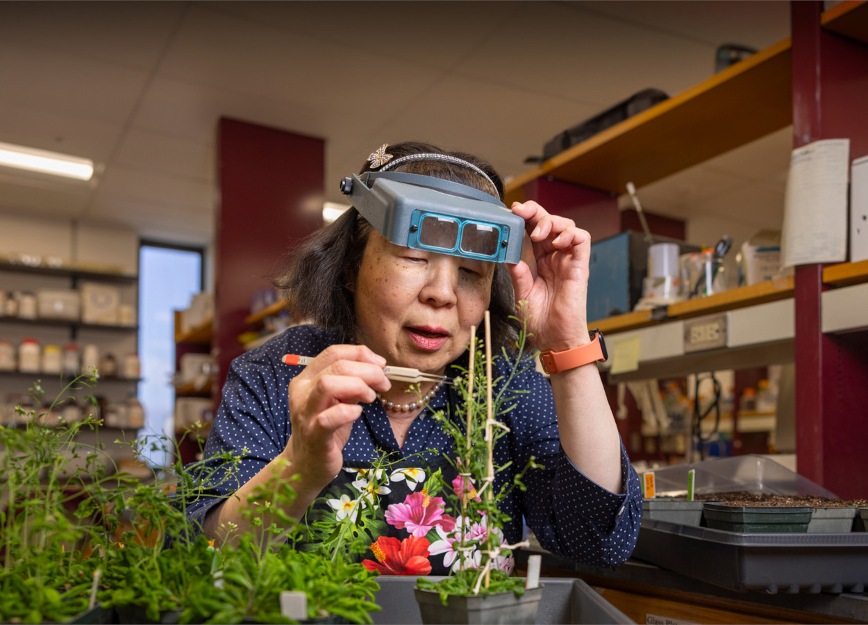 Professora&nbsp;Alice Cheung - Foto:&nbsp;Universidade de Massachusetts Amherst