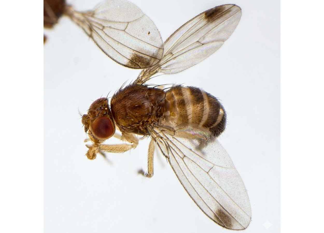 Resistência de Drosophila suzukii a piretroide persiste sem pressão