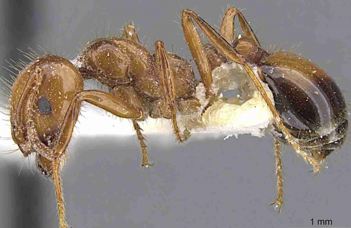 Estudo mapeia como formigas detectam odores e feromônios