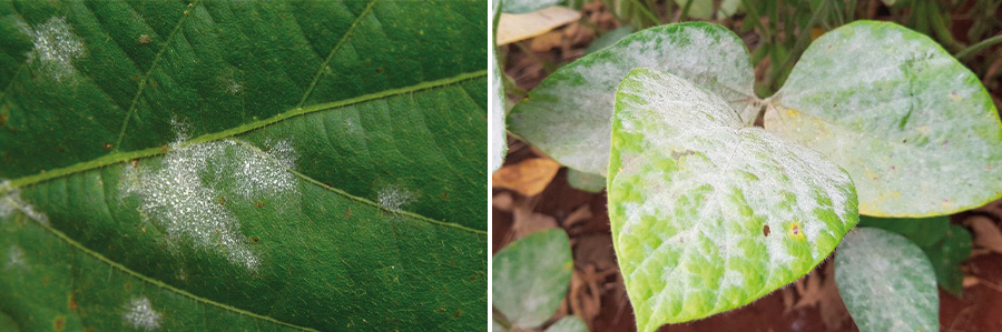 Figura 6 - Sintoma inicial e ataque severo de oídio (Microsphaera diffusa) em folhas da soja