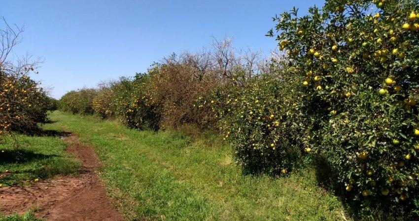 Casos de morte súbita são relatados em pomares de laranja da região norte e noroeste de São Paulo