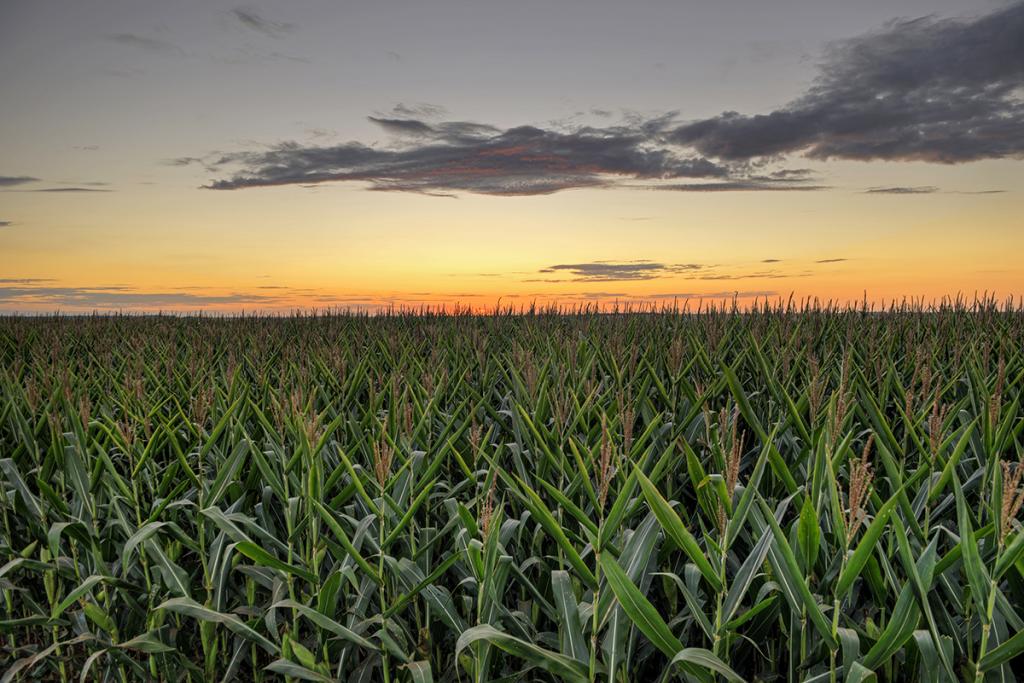 Produtores buscam tecnologia em híbridos de milho para as próximas safras