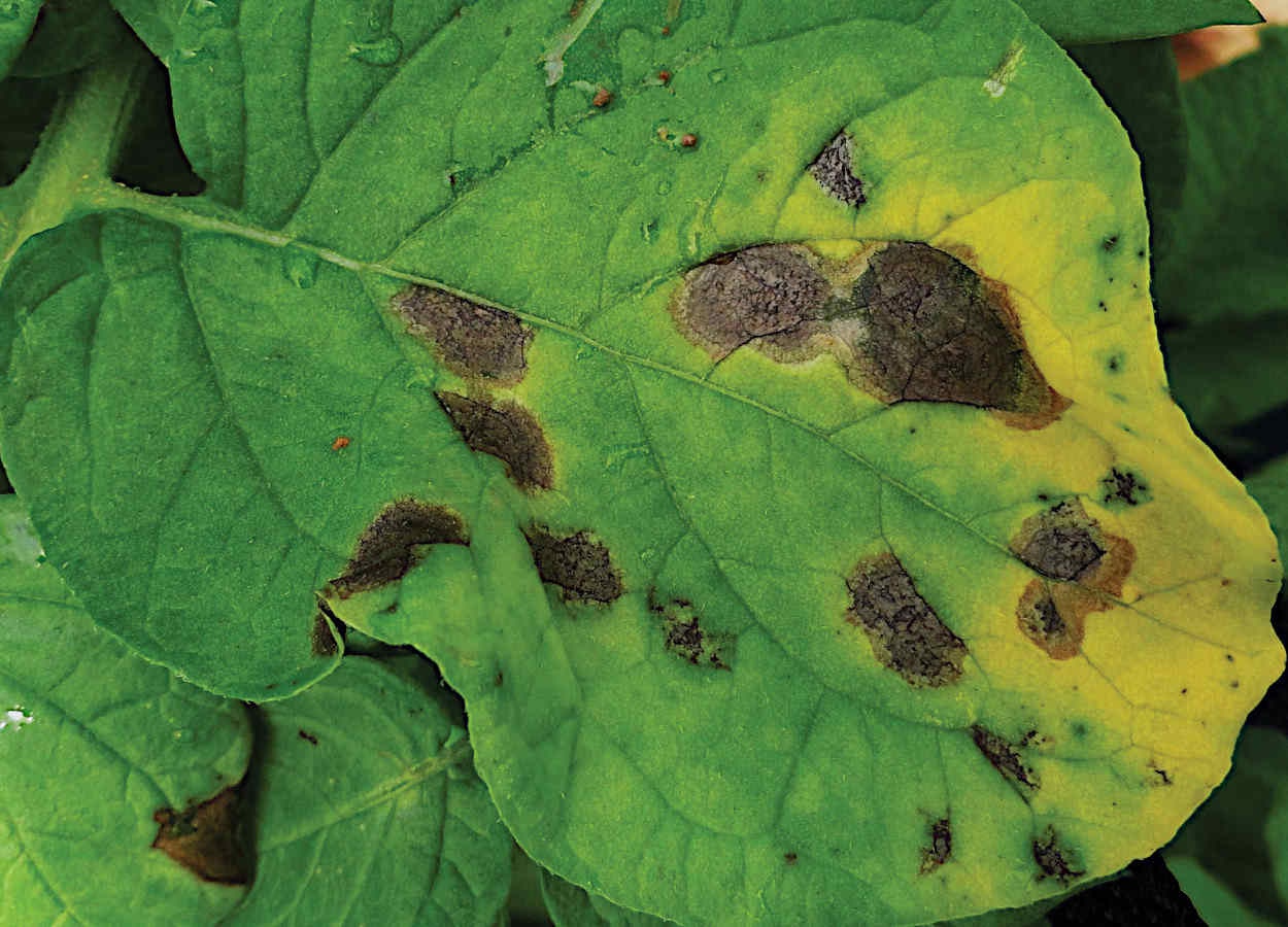 Alternaria solani - Revista Cultivar