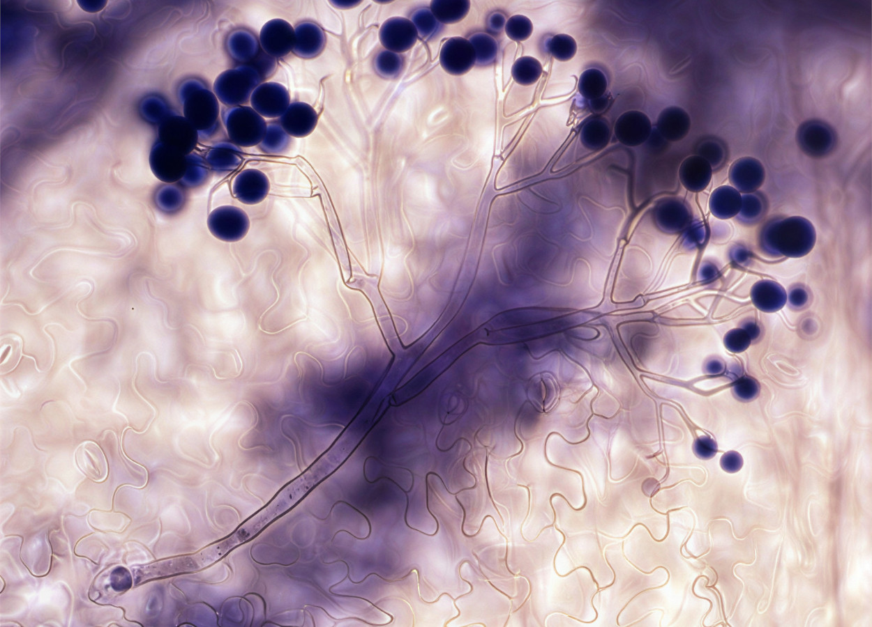 Foto: Emmanuel Boutet - CC 2.5