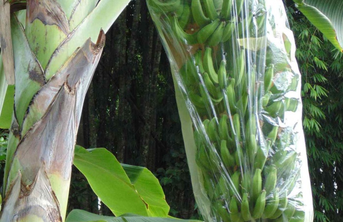 Feibanana 2026 terá vitrine tecnológica da bananicultura paulista