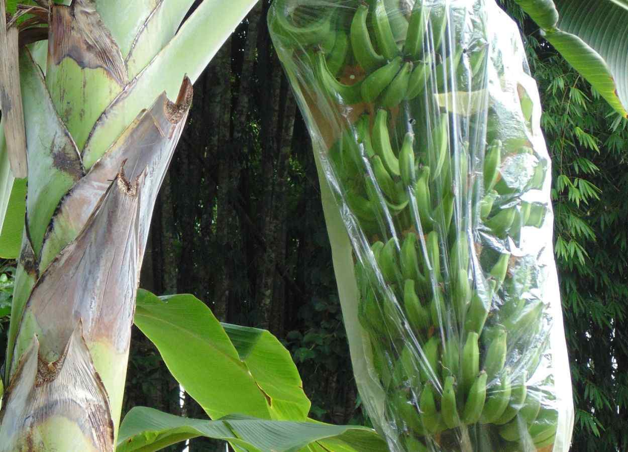 Feibanana 2026 terá vitrine tecnológica da bananicultura paulista