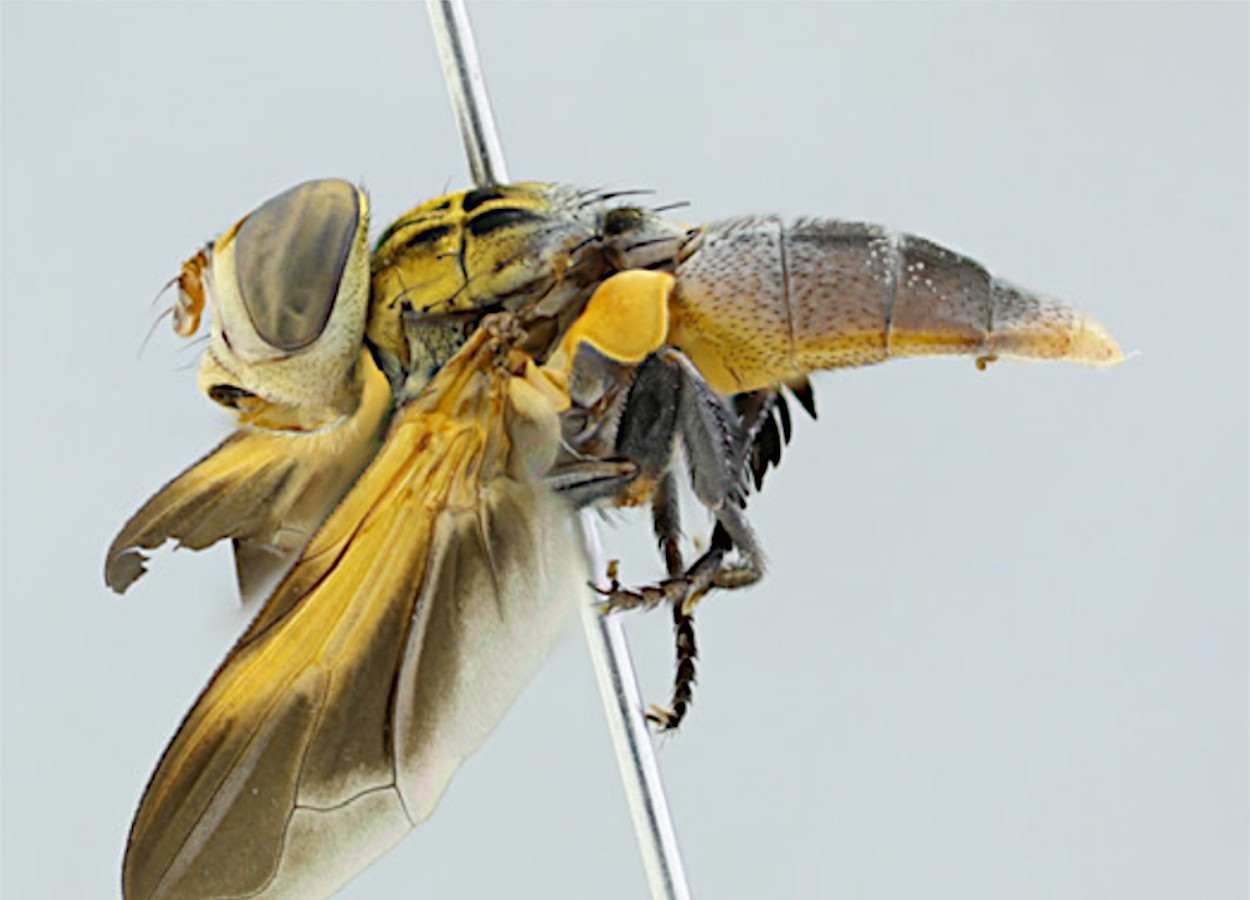 Trichopoda ypiranga é registrada pela primeira vez em Diceraeus melacanthus no médio-norte de Mato Grosso