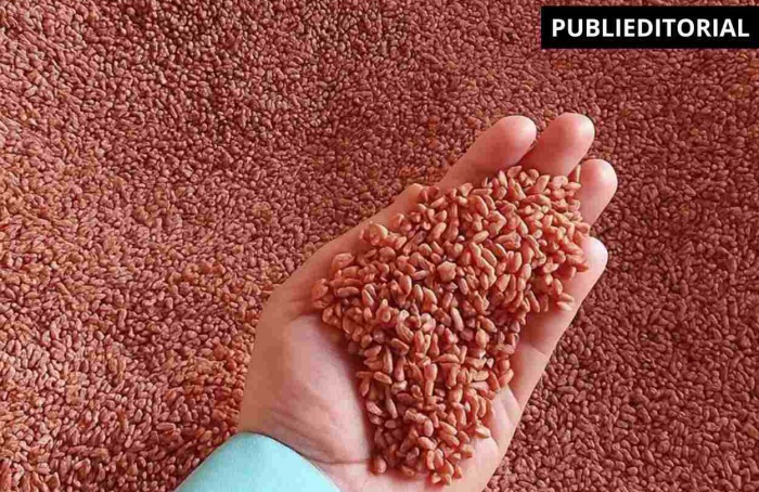 O que é mito e verdade quando se trata de sementes de soja?