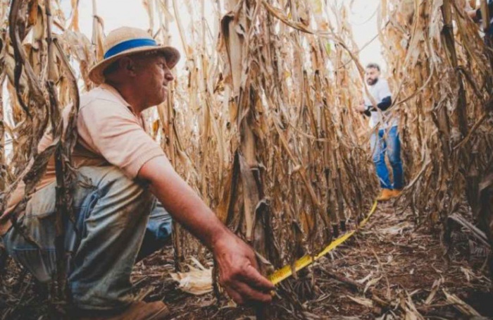 Giro da Safra aponta alto rendimento do milho em SC
