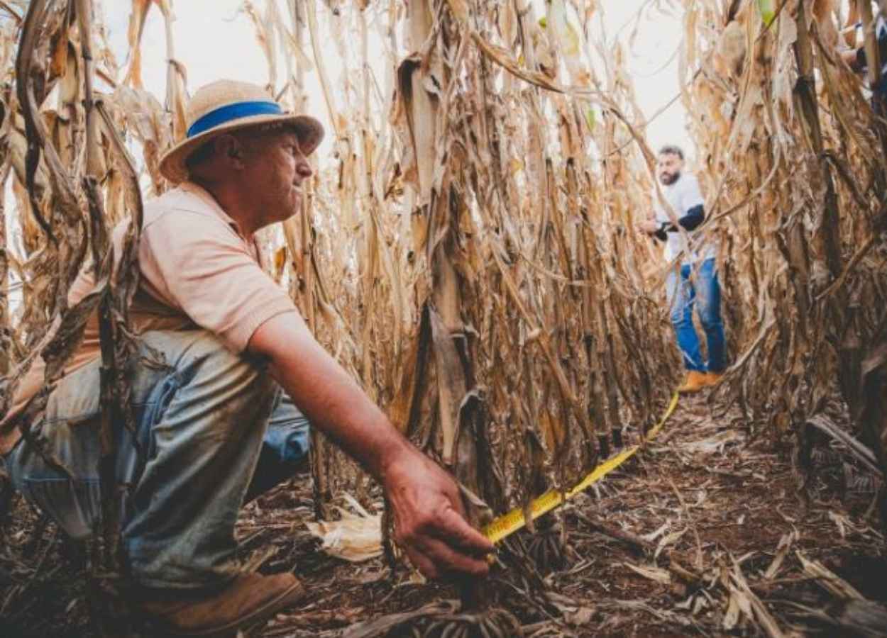 Meio-Oeste registra média de 204,1 sc/ha e reforça impacto do manejo e do clima nas lavouras