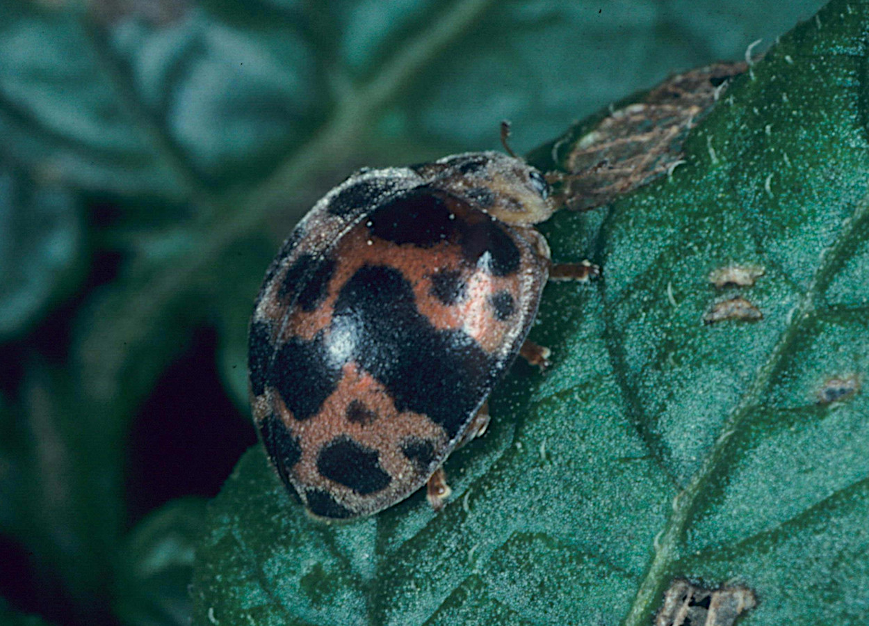 Foto: Merle Shepard, Gerald R Carner e PAC Ooi