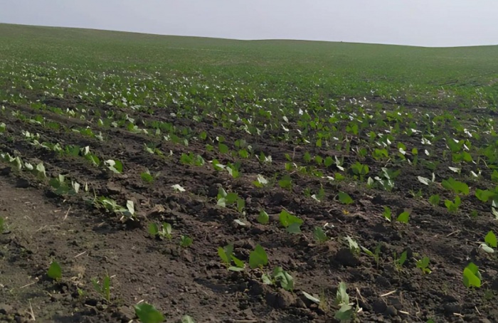 Escassez de chuvas e altas temperaturas comprometem o desenvolvimento de lavouras no Paraná