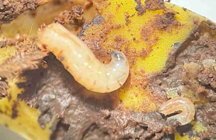 Mosca-da-raiz (Delia sanctijacobi) tem primeiro registro em soja no Brasil