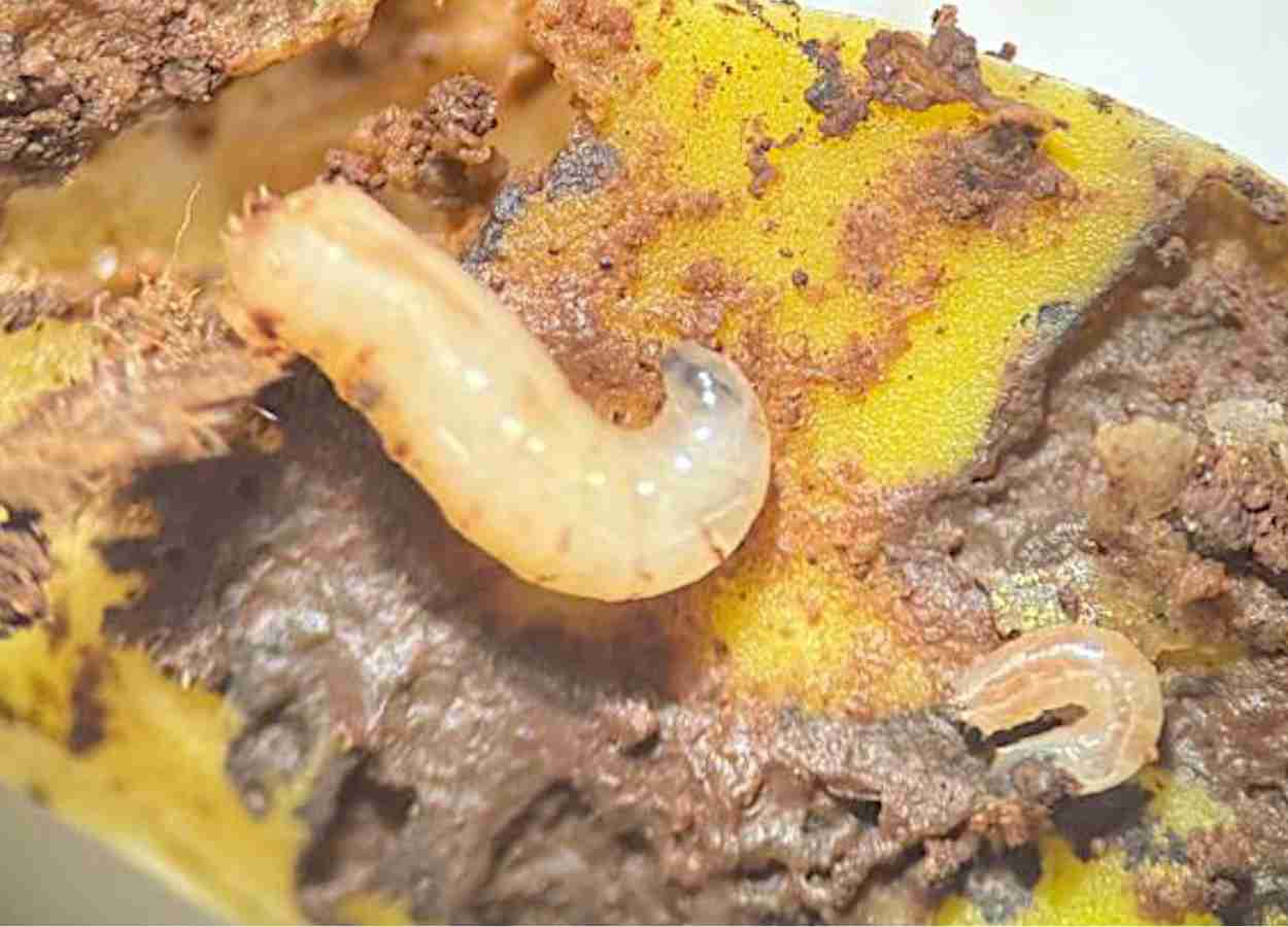 Mosca-da-raiz (Delia sanctijacobi) tem primeiro registro em soja no Brasil