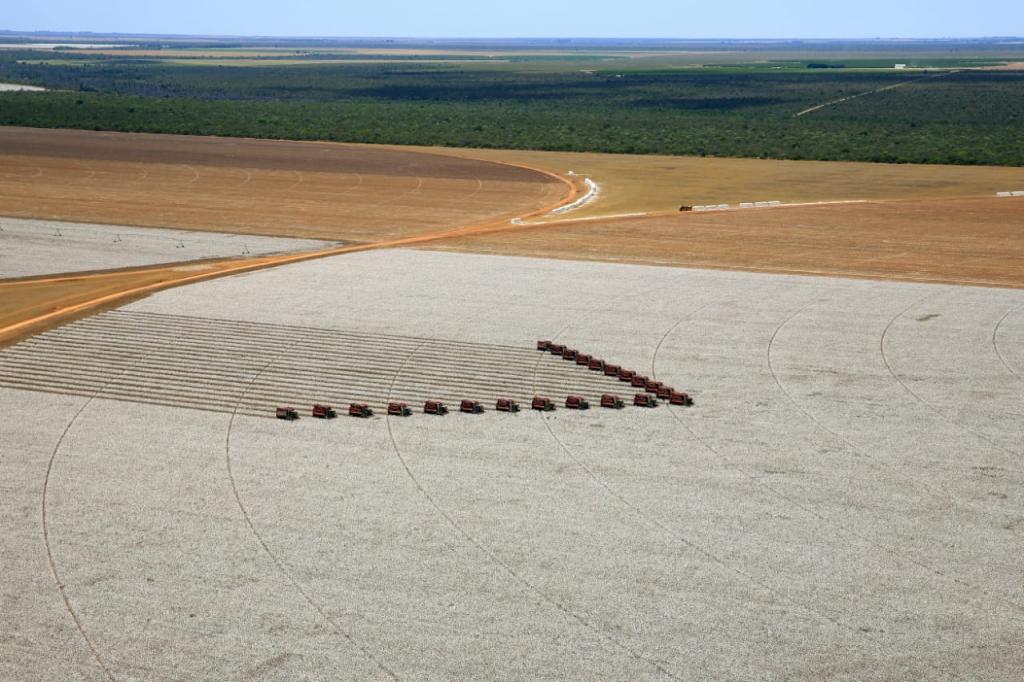 Plantações de algodão na Bahia apostam em tecnologia para aprimorar pulverizações