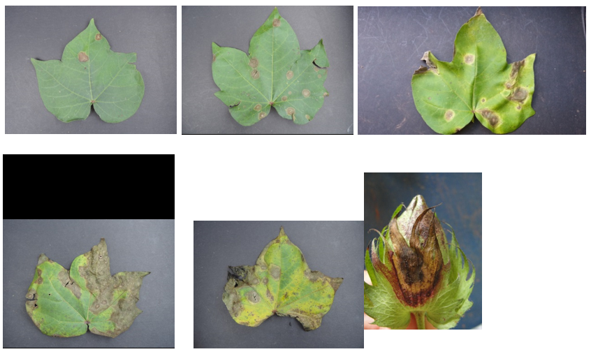 Figure 01. Symptoms of Corynespora cassiicola in cotton crops. Source: Alfredo Riciere Dias