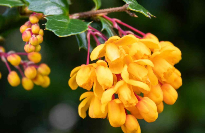 Extratos de Berberis darwinii afetam Drosophila suzukii