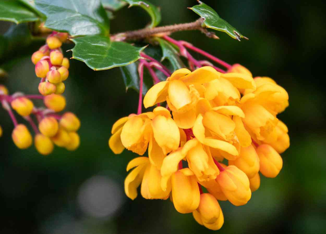 Extratos de Berberis darwinii afetam Drosophila suzukii