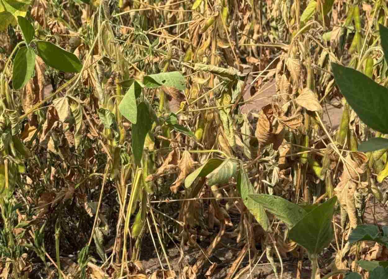 Perda na safra de grãos do Piauí já ultrapassa os 25%