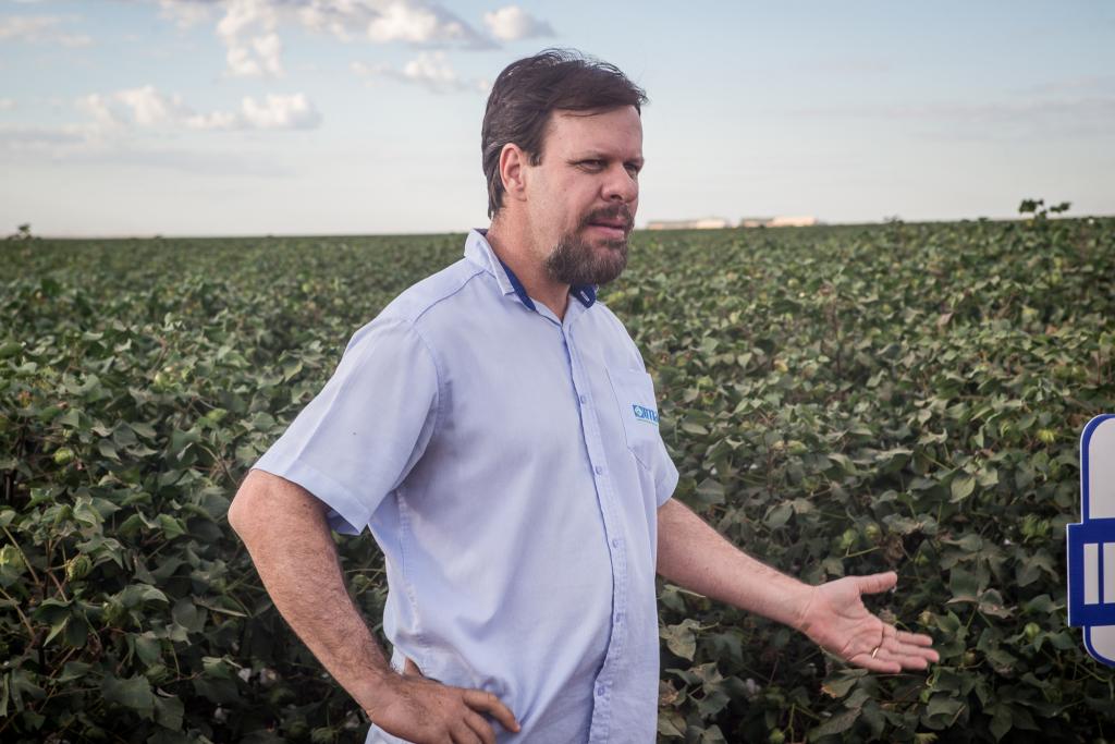 Nematoides e mancha de ramulária serão temas de dia de campo