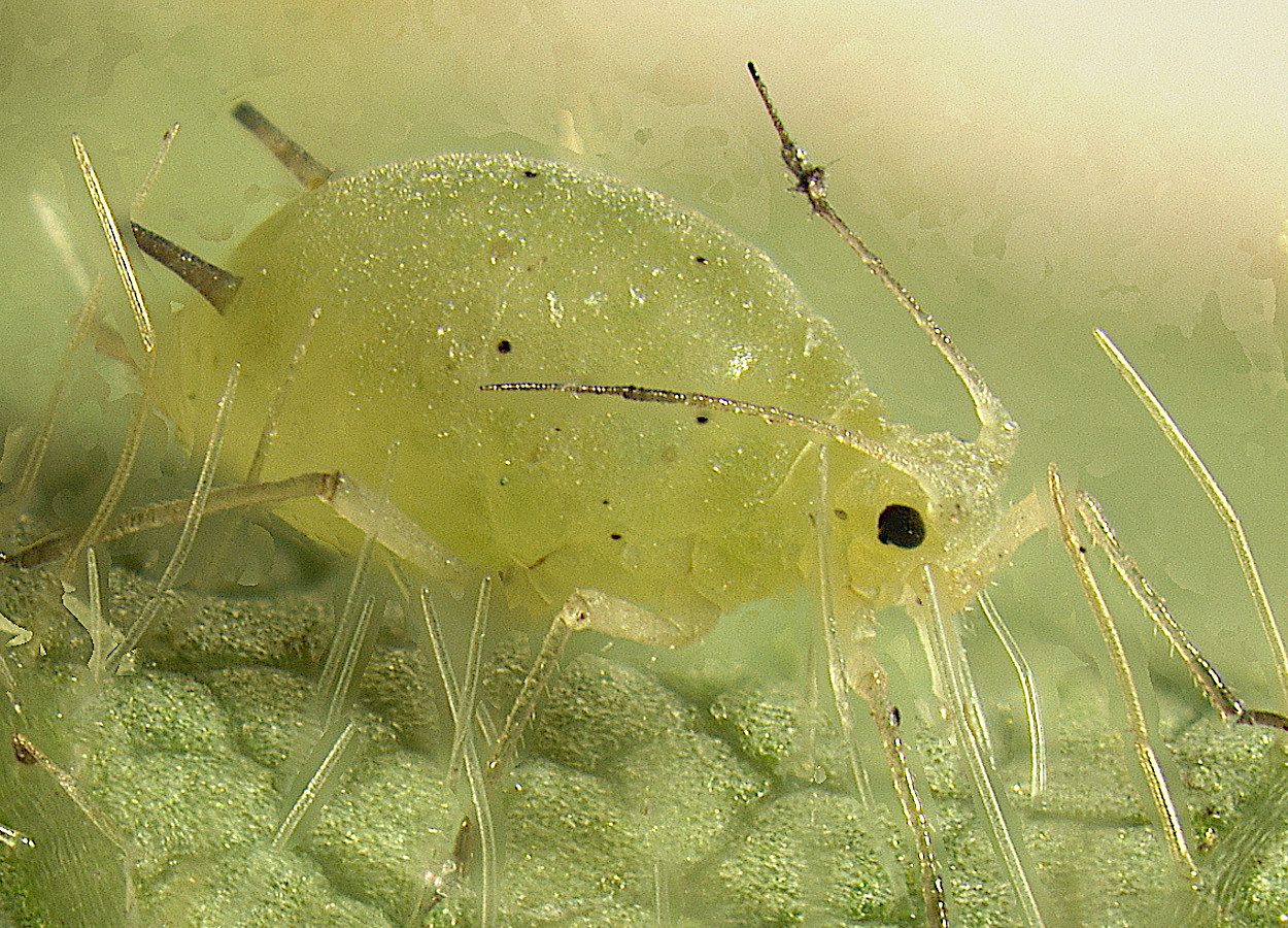 <i>Aphis glycines</i> - Foto: Claudio Gratton, University of Wisconsin