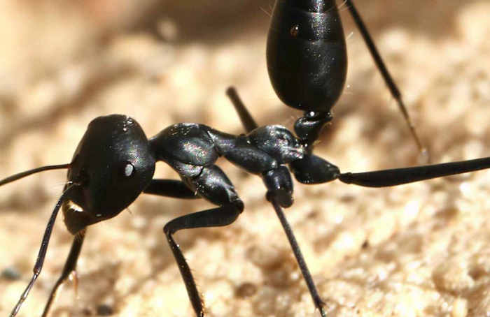 Estudo propõe origem distinta para hidrocarbonetos em formigas