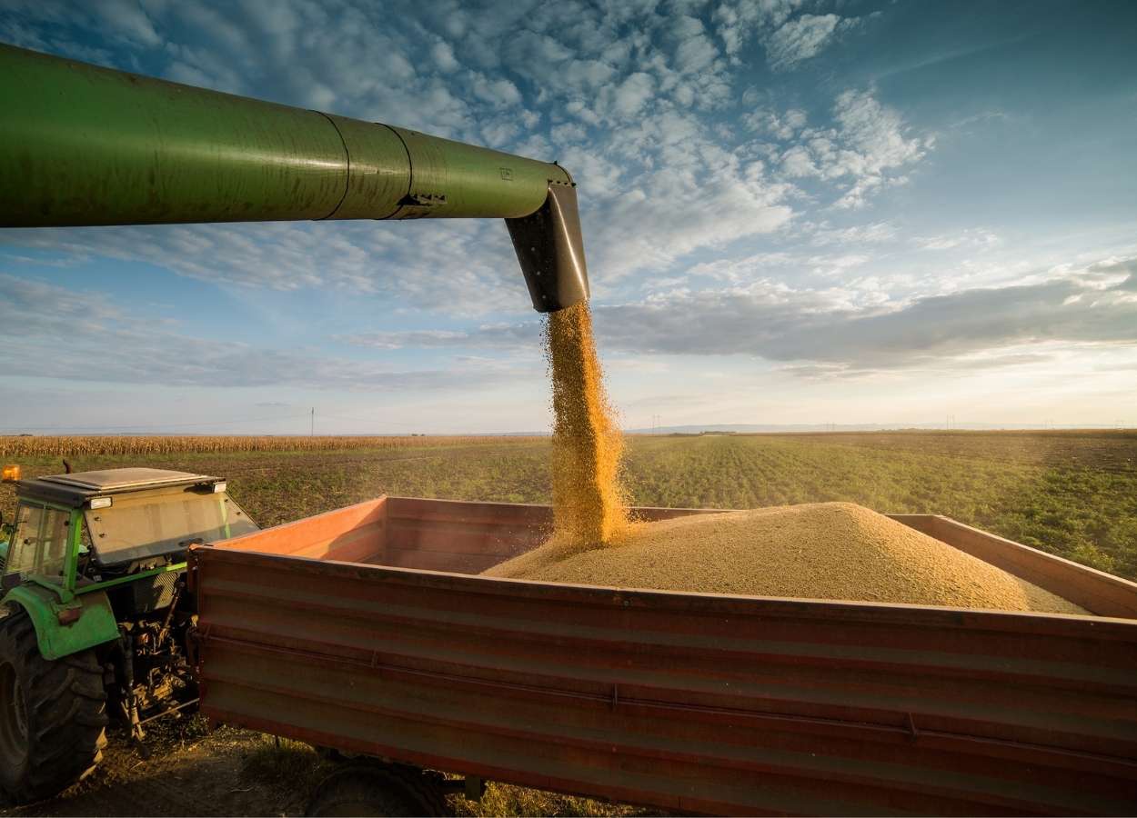 Produção de soja deve cair na safra 26/27 em MT