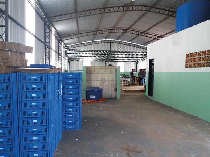 Packing house da Cooperativa de Produtores de Goiaba (CPC) de Carlópolis (PR), certificada em grupo Global G.A.P. em 2019.