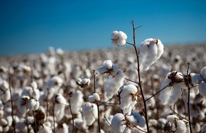 StoneX projeta queda de 11% na produção de algodão em 2025/26