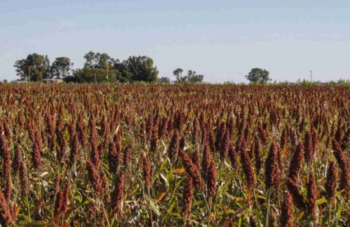 Norma redefine padrões de qualidade do sorgo argentino