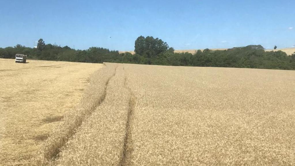 Solução auxilia produtores de trigo a superarem os problemas climáticos