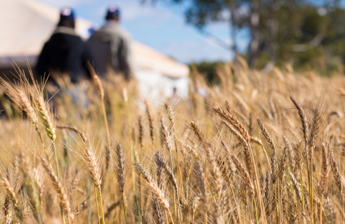 Diversificação de culturas impulsiona o sucesso agropecuário de Goiás