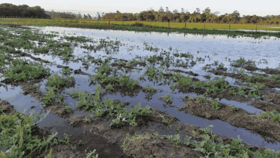 Plantações ficaram completamente submersas, como esta de melancia em Içara, no Sul Catarinense; Foto: divulgação/Epagri