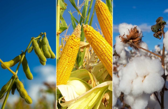 Alta nos custos exige cautela do produtor em MT