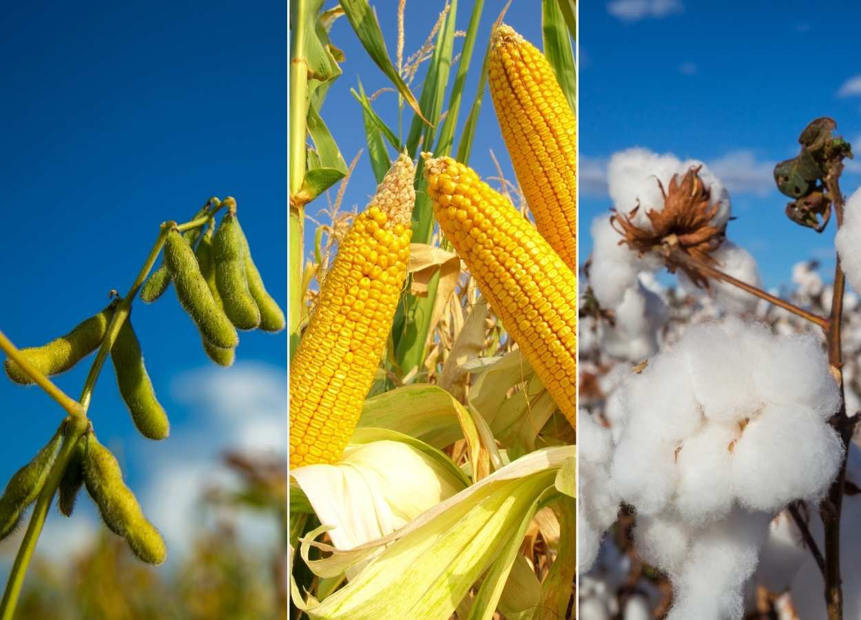 Steigende Kosten zwingen die Produzenten in Mato Grosso zu besonderer Vorsicht.