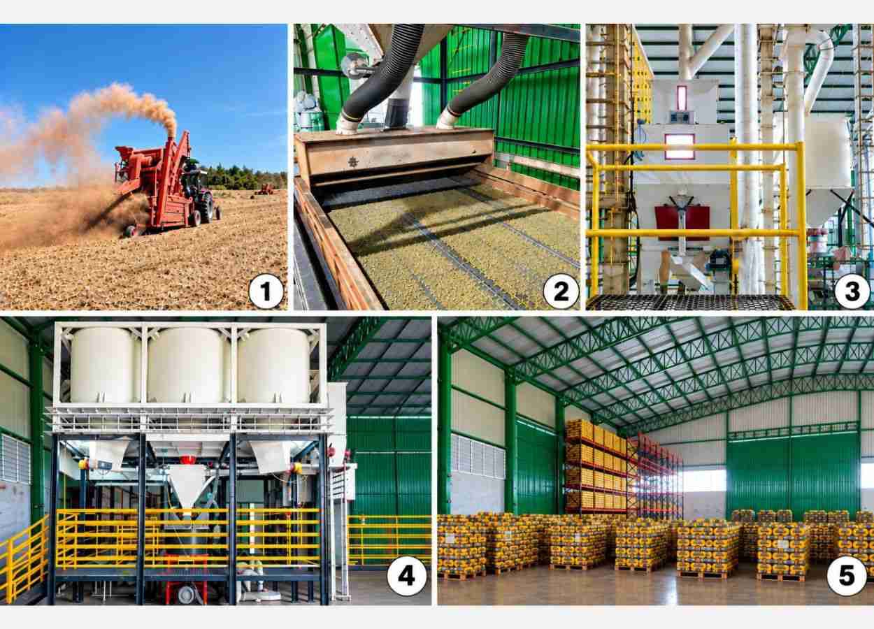 Sementes de braquiária de alta qualidade: quais etapas do processamento pós-colheita permitem obtê-las?