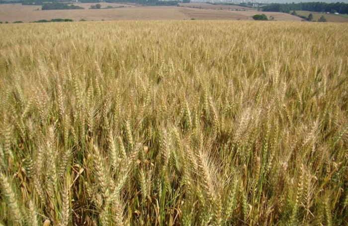 Cultivar de trigo BRS Macuco une alta produtividade e sanidade