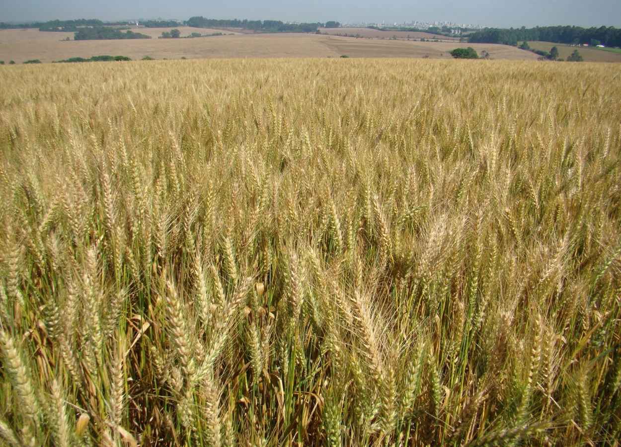 Cultivar de trigo BRS Macuco une alta produtividade e sanidade