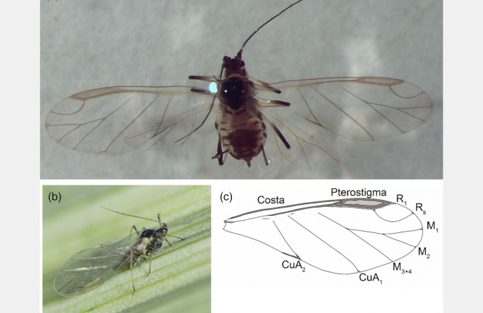 Research presents information on aphid flight