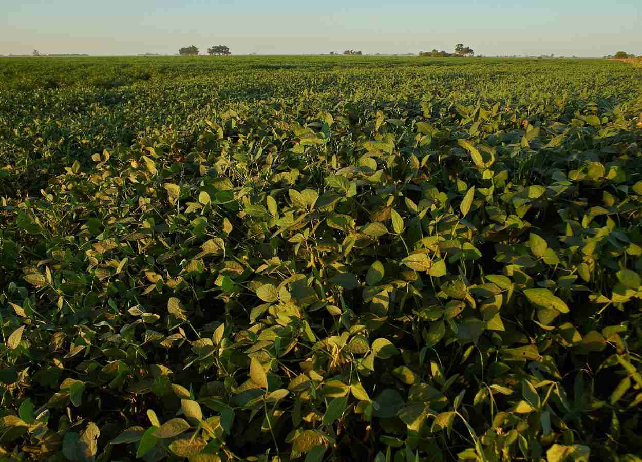 Programa registra queda nas irregularidades e maior índice de conformidade dos alimentos