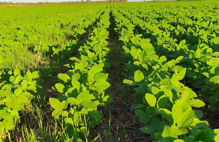 Plantio especial de soja segue até domingo no Tocantins