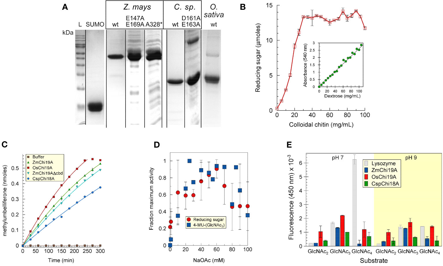 Purificação e caracterização inicial de quitinases nativas e formas mutantes. (A) Análise SDS-PAGE de SUMO purificado, ZmChi19A e mutantes, CspChi18A e mutantes, e OsChi19A. Pista L, marcadores de massa proteica. (B) Atividade de clivagem de quitina ZmChi19A em função da concentração de substrato (inserção: curva padrão). (C) Atividade enzimática em função do tempo. (D) Efeito da concentração de sal na atividade enzimática. (E) Preferências de substrato de lisozima (cinza), ZmChi19A (azul), OsChi19A (vermelho) e CspChi18A (verde hachurado) usando 4-MU-GlcNac2, 4-MU-GlcNac3 e 4-MU-GlcNAc4 como substratos. Os gráficos mostram os dados médios de três (B, E) e dois (D) experimentos realizados em duplicata ou triplicata (média ± DP). (C) mostra os resultados de um experimento realizado em triplicado para o qual há outro experimento mostrando resultados semelhantes -&nbsp;doi.org/10.3389/fpls.2024.1344142