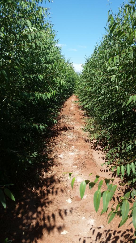 ​FMC conta com soluções para o manejo de eucalipto com a Linha Florestas