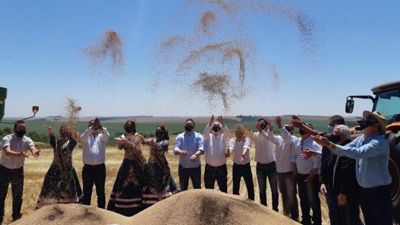 Aberta oficialmente a colheita do trigo no Rio Grande do Sul