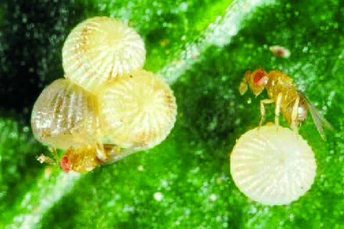 O trichogramma (Trichogramma pretiosum), parasitoide de mari-posas, tem forte ação no controle de traça e broca pequena dos frutos