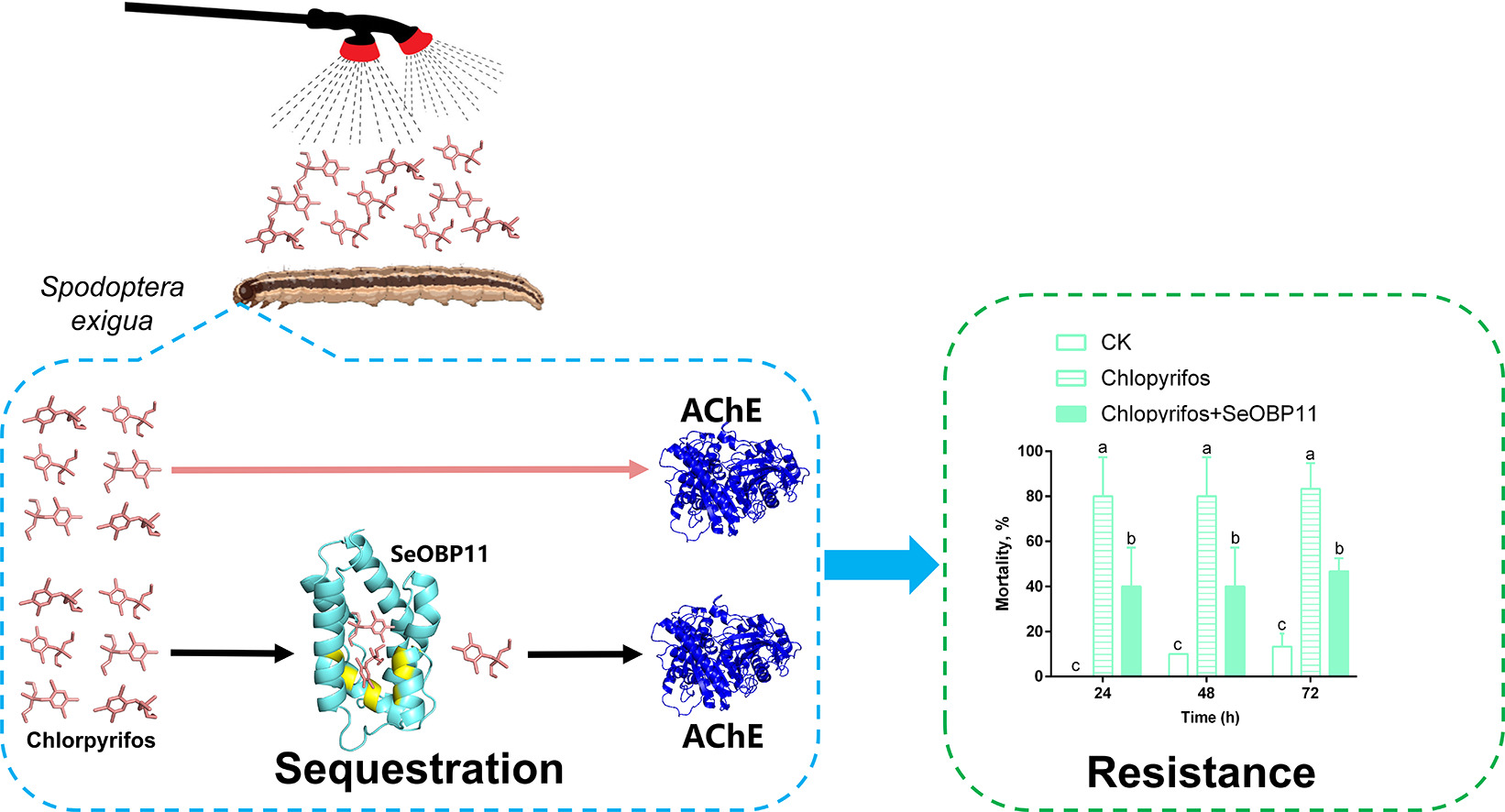 DOI:&nbsp;10.1016/j.pestbp.2026.107211